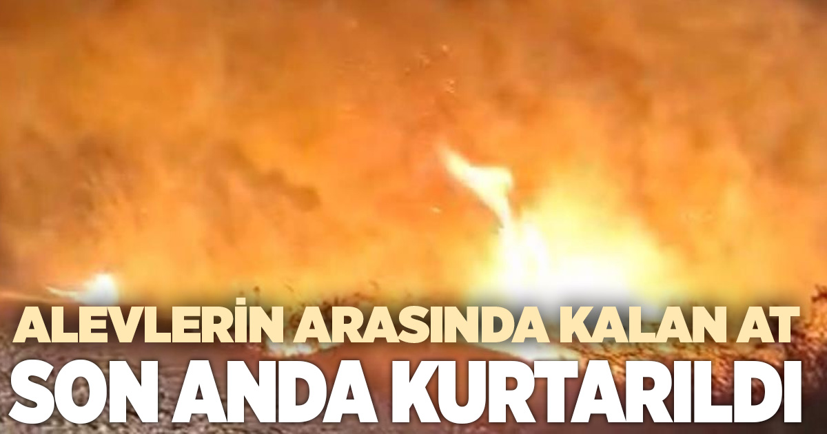 Alevlerin arasında kalan at son anda kurtarıldı