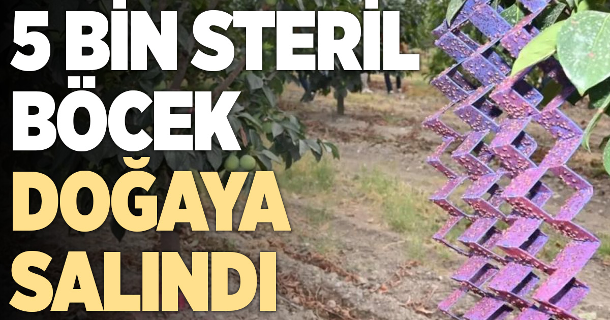 Denizli’de 500 bin steril erkek böcek doğaya bırakıldı
