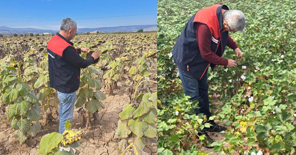 SARAYKÖY’DE PAMUK, ZEYTİN VE YAĞLIK AYÇİÇEĞİNE SIKI KONTROL