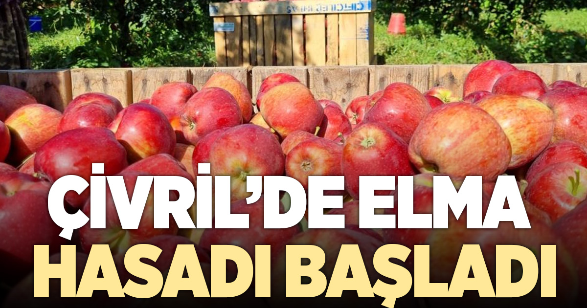 Çivril'de elma hasadı başladı