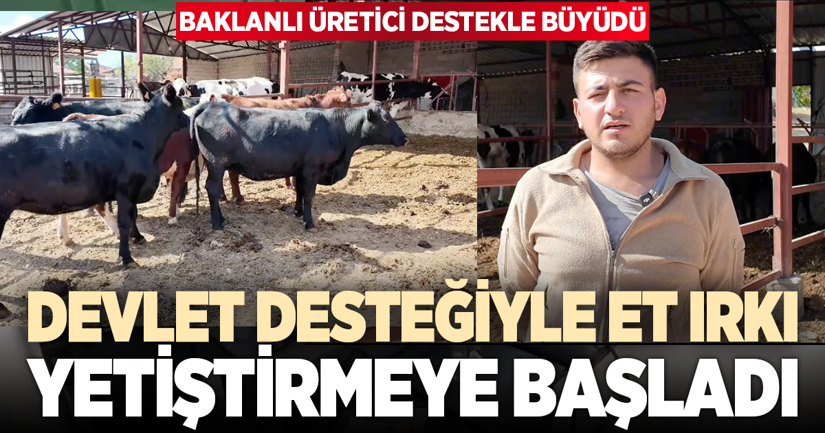 Baklanlı üretici destekle büyüdü: Et ırkı yetiştiriciliğine başladı