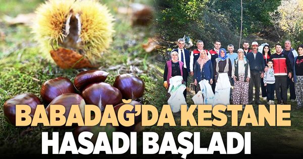 KESTANE HASADI BAŞLADI