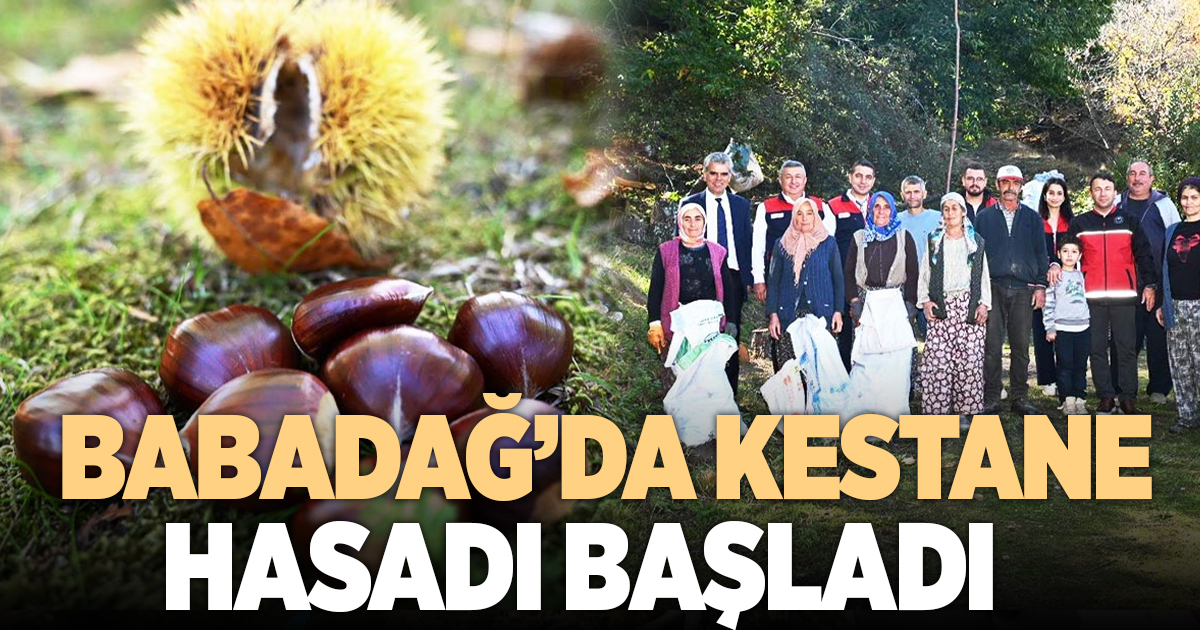 KESTANE HASADI BAŞLADI