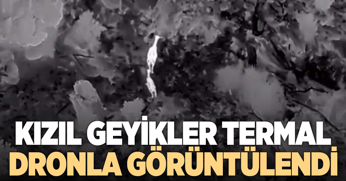  Akdağ'da kızıl geyikler termal dronla görüntülendi